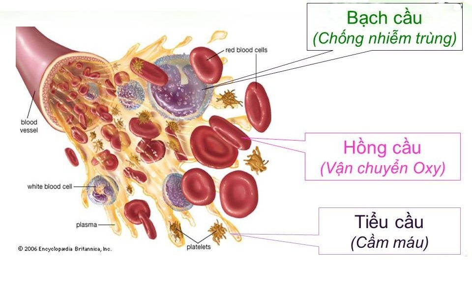 các tế bào huyết và chức năng